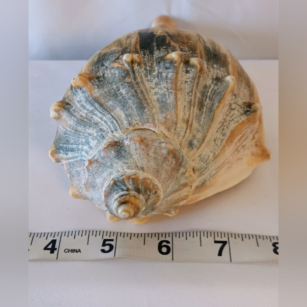 12𝘰𝘻.𝘝𝘵𝘨.𝘍𝘭𝘢.𝘒𝘦𝘺𝘴 𝘍𝘰𝘶𝘯𝘥 𝘞𝘩𝘦𝘭𝘬 𝘊𝘰𝘯𝘤𝘩 𝘚𝘩𝘦𝘭𝘭 - Picture 4 of 9